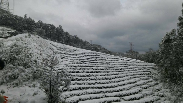 今年初受霸王級寒流影響，新北市茶葉產區降下大雪，茶樹被白雪覆蓋。（農業局提供）