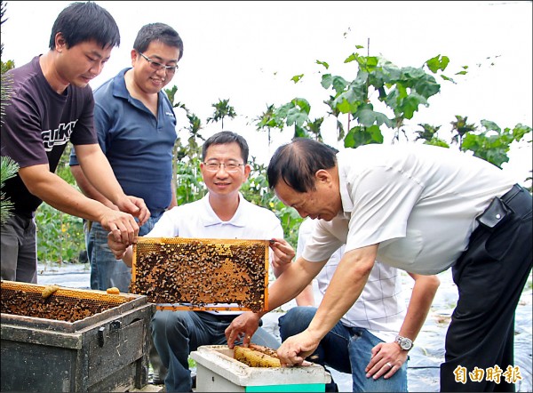 南投縣魚池鄉長陳錦倫（左3）等人在頭社盆地絲瓜栽培區野放蜜蜂。（記者謝介裕攝）