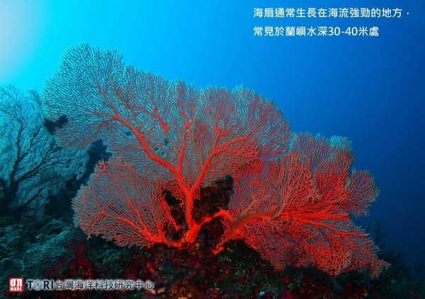 不只龍王鯛 蘭嶼大海扇疑遭盜採 - 生活 - 自由時報電子報