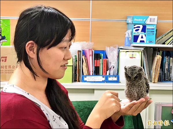 農業局陳千佩充當保母，照顧領角鴞幼鳥，人鳥互動默契佳。（記者陳文嬋攝）