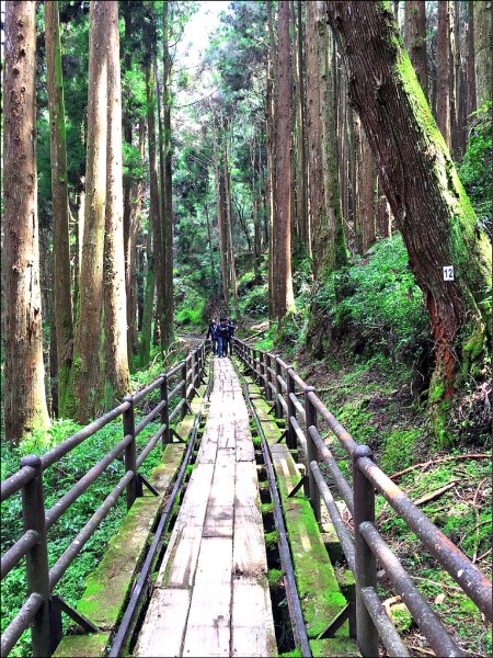 特富野古道保留日治時期阿里山森林鐵道水山線鐵道棧橋，穿越森林的景觀，十分迷人。（圖：嘉義林管處提供）