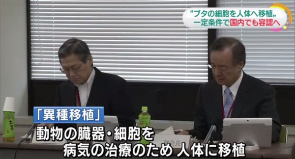 日本厚生勞動省同意在一定的條件限制下，讓患者接受「異種移植」技術。（圖片擷取自NHK）