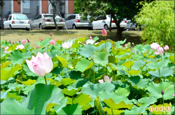 管理大樓後方的荷花池，近日美麗的荷花綻放，也吸引眾人目光。（記者陳建志攝）