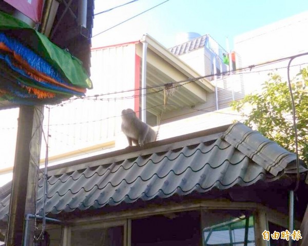 南投生產鳳梨酥聞名的「微光森林」園區，係以獼猴拿鳳梨為產品圖騰，近來獼猴進出十分頻繁。（記者謝介裕攝）