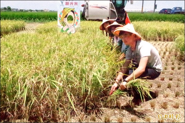 大學生收割稻米，體驗收成的幸福。（記者林國賢攝）