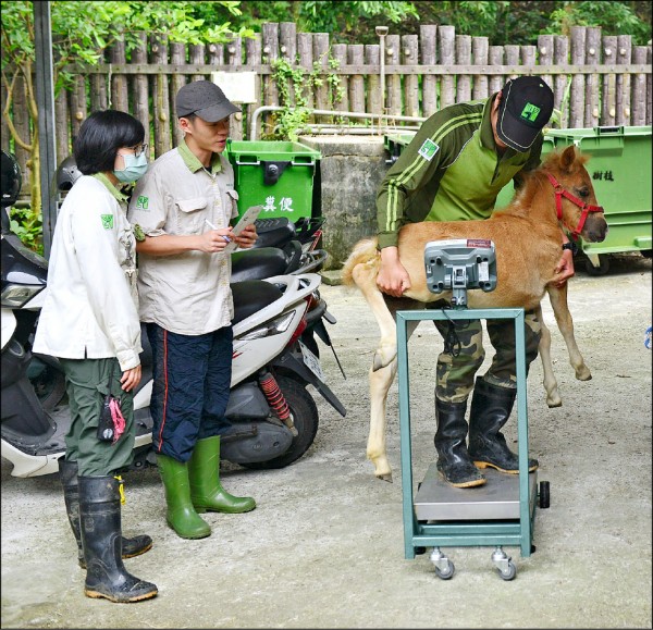 台北市立動物園出生1個半月大的迷你馬「白泡泡」，體重急速增加，從剛出生時的22.9公斤增加到48公斤，整整超過一倍，不過，白泡泡還不會自己站上磅秤，得由保育員抱著牠一起量體重。白泡泡也在媽媽「小白」陪伴下，在兒童動物區與大家相見歡，只見牠緊跟著媽媽，媽媽也謹慎地護著牠，有誰隨意靠近，就會被媽媽毫不留情地驅趕。（圖：台北市立動物園提供，文：記者謝佳君）