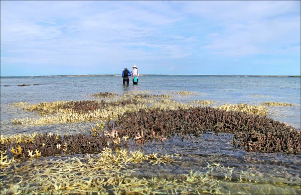 西澳洲小天鵝灣（Cygnet Bay）淺海已死的珊瑚。
（法新社）