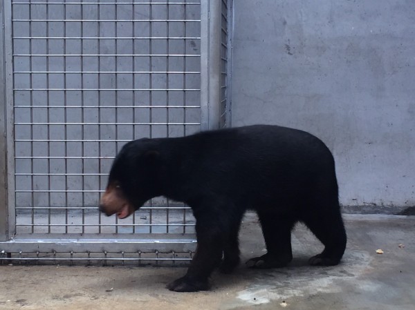 新竹市立動物園最近多了一位嬌客馬來熊阿旺，是鄭姓市民所飼養，最近因長大了，請求動物園收容，但因愛吃巧克力，已蛀牙，現由獸醫師治療中。（圖由新竹市立動物園提供）