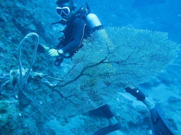 潛水員為大蘭嶼大海扇解除繩索。（記者黃明堂翻攝）