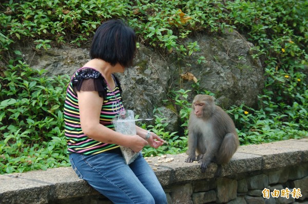 台東縣議會今天三讀通過「台東縣野生動物保護自治條例」，未來在東河鄉登仙橋遊憩區餵台灣獼猴可罰款。（記者張存薇攝）