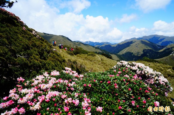 合歡山每到高山杜鵑花季，吸引大批賞花人潮，造成嚴重塞車，南投縣即有議員建議應設高山纜車，改善塞車問題。（記者張協昇攝）