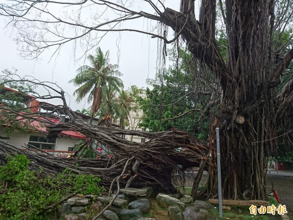 即時強勁雨勢襲倒榕樹及電線桿，相關單位已派員現場整理中。（記者洪瑞琴攝）