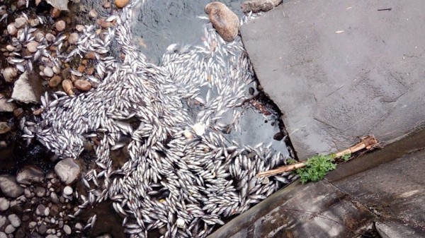 新竹縣茄苳溪出現大批死魚，民眾懷疑是上游工廠趁著大雨偷排廢水所致。（圖擷自新竹大小事臉書社團）