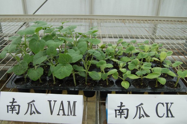 南瓜育苗接種菌根菌4週後 （圖右：VAM）與不接種者（圖左：CK）生長差異顯著。（農改場提供）