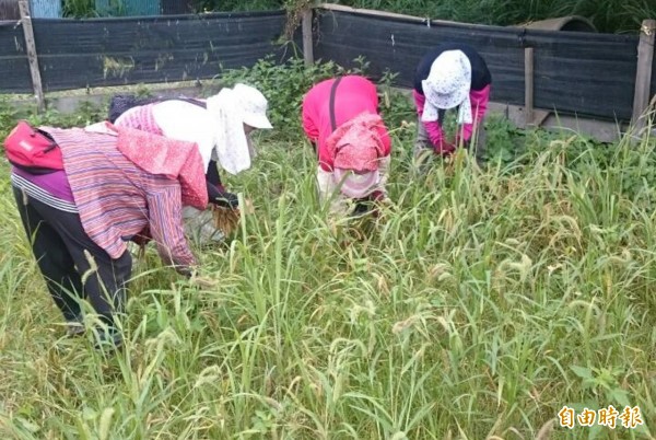 又逢小米熟成期，卡大地布部落婦女忙收成。（記者陳賢義攝）