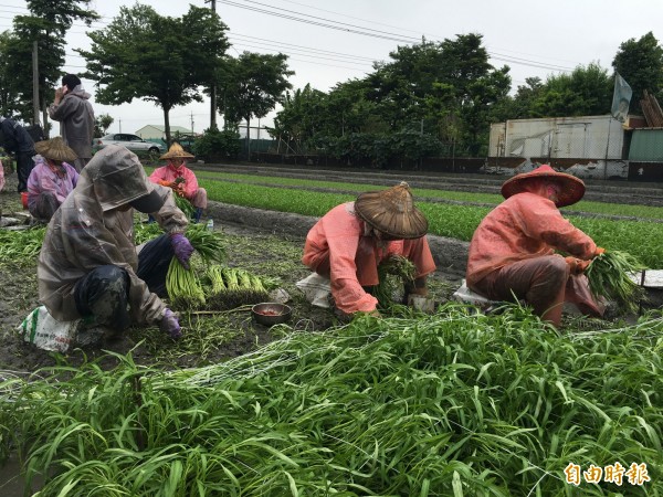 擔心心血泡湯，菜農冒雨搶收蔬菜。（記者黃淑莉攝）