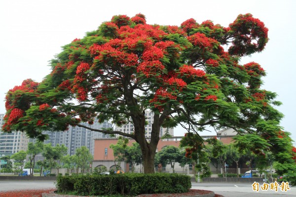 鳳凰花開、畢業季到，但是卻有越來越多的國中生未能達到畢業門檻，無法領取畢業證書，只能捧著同等學力證書踏出學校。（記者黃美珠攝）