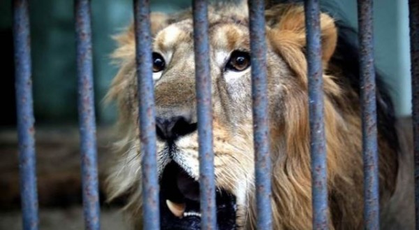 許多遊客為拍下驚險影片以上傳社群網站而冒險跟獅子自拍，近期已有3人因此喪命，印度政府表示已違法。（擷取自《indianexpress》）