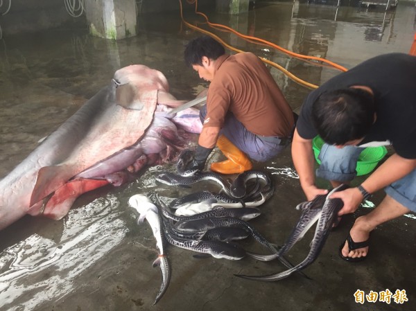 长滨定置网又捕获怀孕母鲨,但母鲨已死亡,渔民立刻剖腹抢救小鲨。(记者张存薇摄) 长滨定置网又捕获怀孕母鲨,但母鲨已死亡,渔民立刻剖腹抢救小鲨。(记者张存薇摄)