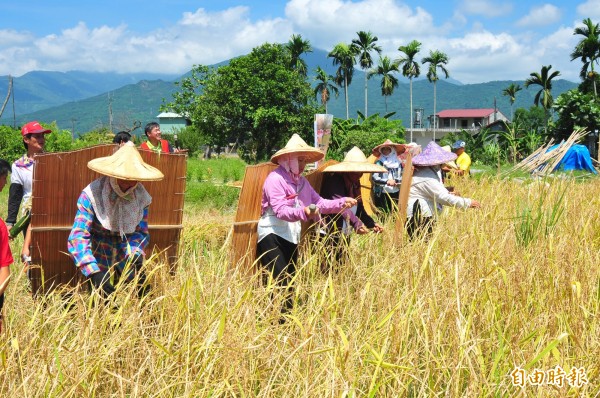 圖為太巴塱部落收割紅糯米。（資料照，記者花孟璟攝）