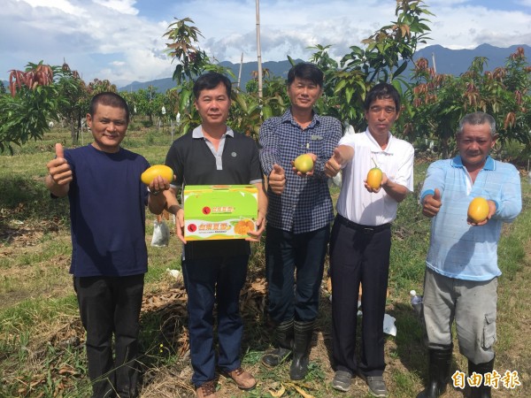 夏雪芒果濃又甜台東異軍突起 生活 自由時報電子報