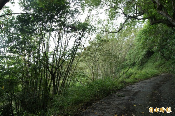 紅石林道沿途的孟宗竹林。（記者黃明堂攝）