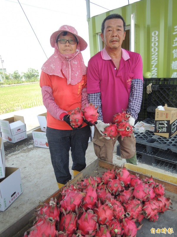 柯炳西夫婦為侍奉雙親返鄉種火龍果。（記者廖淑玲攝）