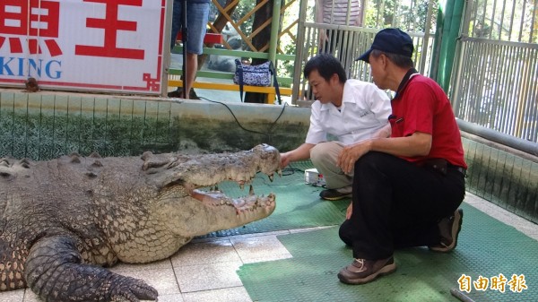 獸醫師為小河動手術，小河張開大嘴。（記者楊金城攝）