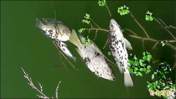 魚屍上有大量蒼蠅。（記者黃明堂攝）