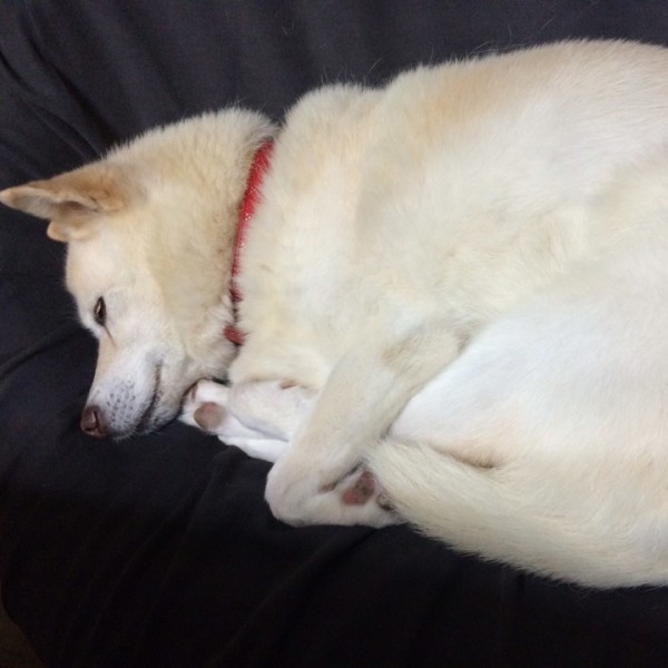 狗狗的睡姿相當特別。（圖擷取自推特）