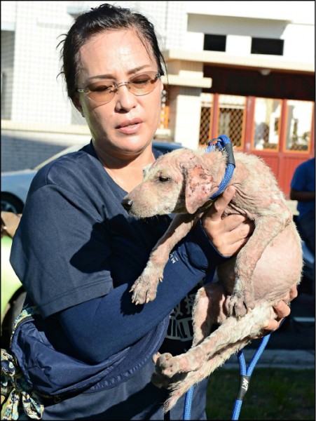 跨海救援團隊按圖索驥找到幼犬。（台灣動物緊急救援小組提供）