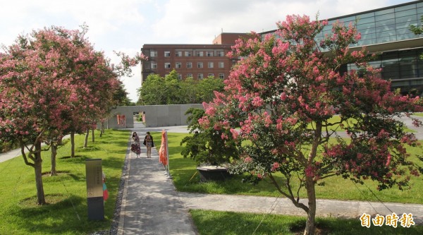 亞洲大學現代美術館前種植的「百日紅」小花紫薇樹近日盛開，在美術館建築物襯托下更顯漂亮。（記者陳建志攝）