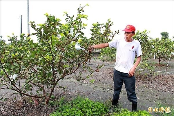 農民張龍潭致力芭樂改良，曾研發出「紅芯胭脂芭樂」與「翠玉」芭樂，大幅改善芭樂苦澀滋味。（資料照，記者陳冠備攝）