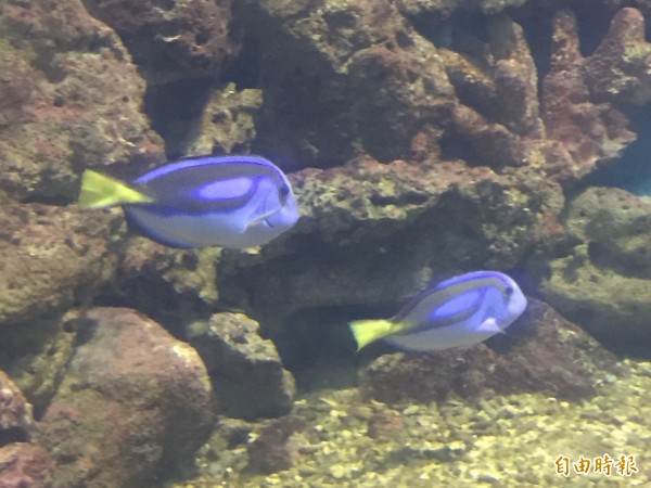 水試所東部海洋生物研究中心持續藍倒吊魚的繁殖技術。（記者張存薇攝）