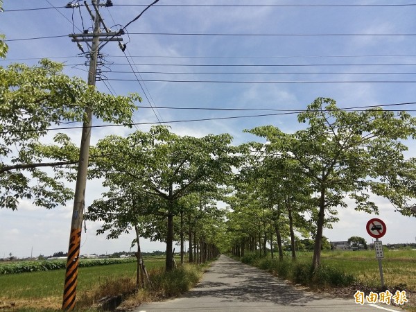 白河林初埤木棉道已列全球15大花海街道之一，地方相當重視維護工作，台電申請修剪靠近電線的枝葉，公所公開徵求修剪方式。（記者王涵平攝）