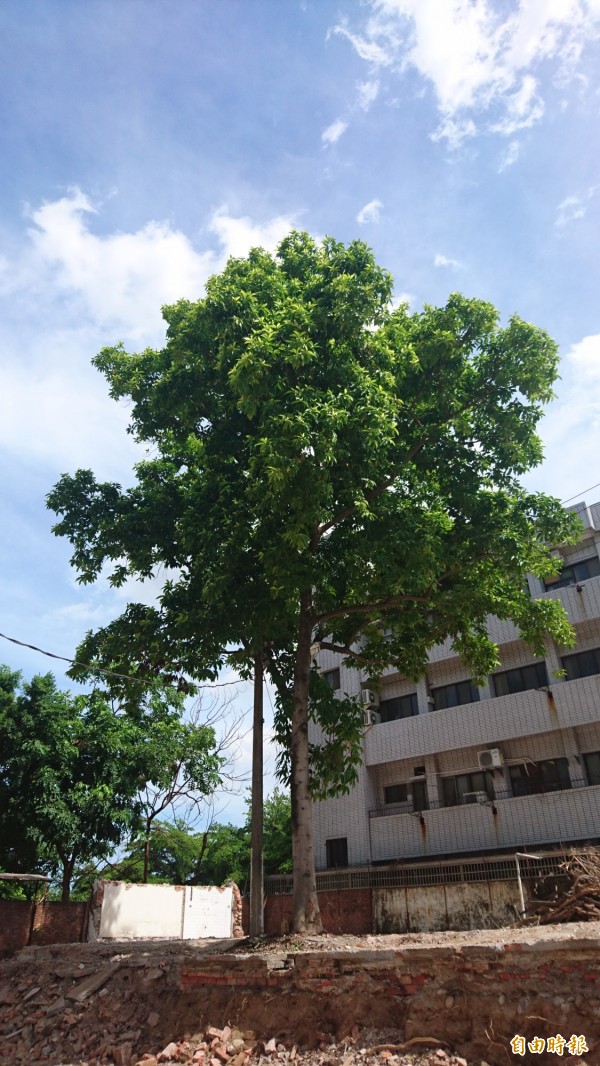 70歲的玉蘭樹恐遭砍除，地方發起護樹。（記者劉婉君攝）