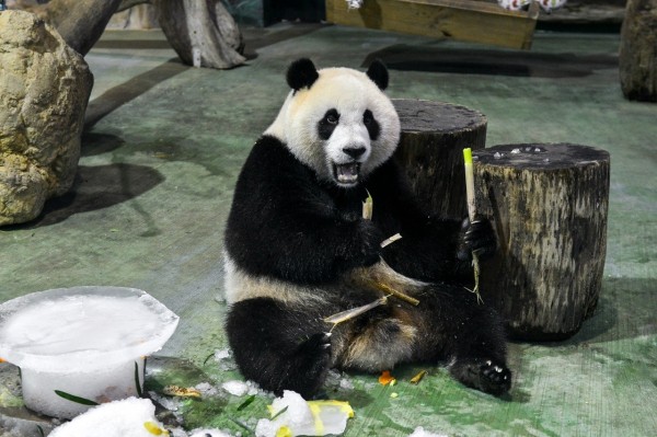 貓熊圓仔。（資料照，動物園提供）