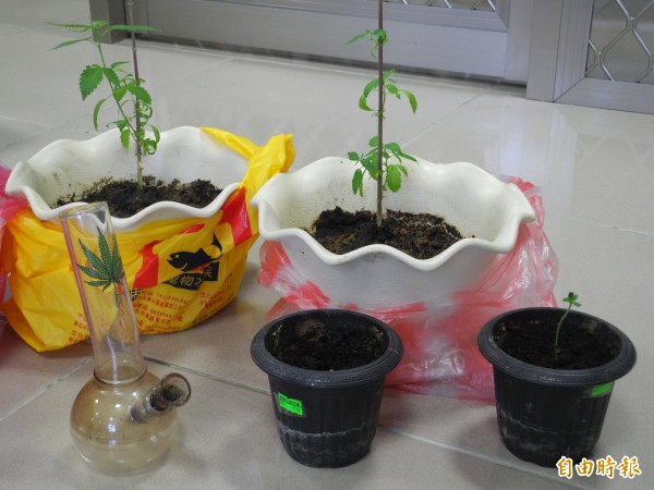陈男在家以盆栽方式种植大麻，企图掩人耳目。（记者许展溢摄）