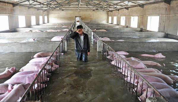 中國安徽暴雨連連，一家養殖場6千多頭豬隻一度不保。（圖擷取自搜狐）