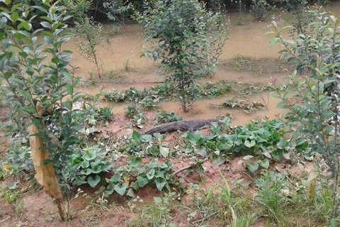 今上午安徽蕪湖縣的一處鱷魚農場，在連日豪雨後發生養殖鱷魚外逃事件，當地政府獲報後已趕緊動員捕捉，該農場原本養有92條鱷魚。（圖擷自新京報）