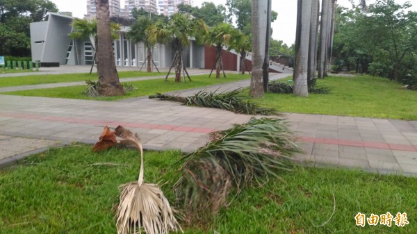 台南風雨增強中，公園翠綠的椰子樹葉也被強風吹落一地。（記者蔡文居攝）