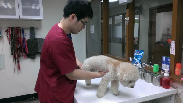 被丟入釣蝦池的白色貴賓犬TAMPO，右腿受傷無法行走。（新北市動保處提供）