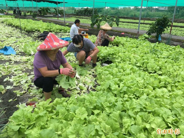 尼伯特颱風襲台，雲林菜農趁風雨前搶收蔬菜。（記者黃淑莉攝）