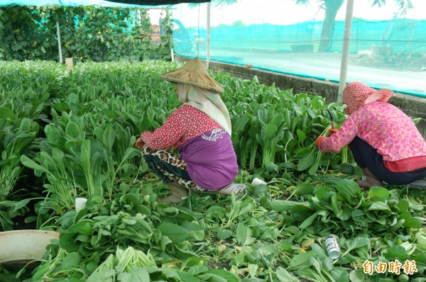 菜農利用風雨未至空檔搶收蔬菜。（記者林國賢攝）