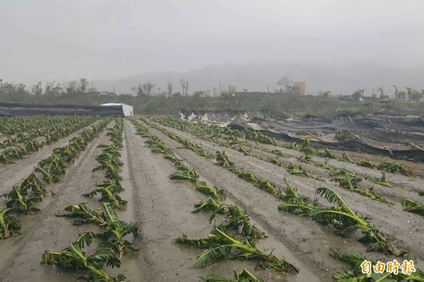 颱風尼伯特挾帶強風陣雨，讓農民欲哭無淚。（記者邱芷柔攝）