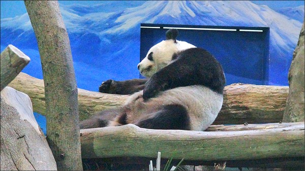 大貓熊「圓圓」食慾不振、精神懶洋洋，有無第二胎持續觀察。（台北市立動物園提供）