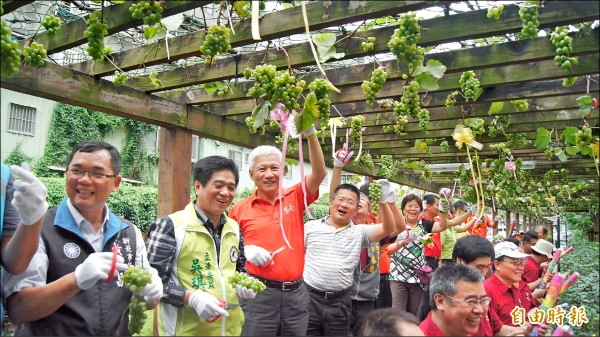 土城區公所舉辦「葡萄美酒成果展」，民代與貨饒里民一同採收葡萄，並現場自釀濃郁香醇的天然葡萄露、葡萄醋。（記者張安蕎攝）