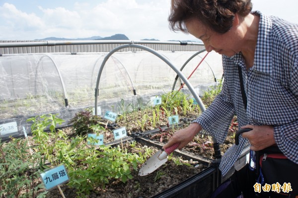 興隆公宅城市農產自5月底落成後，住戶踴躍認養菜園，甚至開始嫌場地太小，種出來的菜不夠家人吃。（記者黃建豪攝）