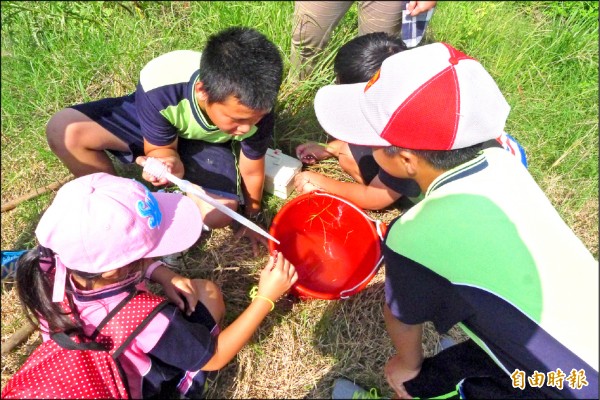 林鳳國小學生為菁埔埤水質檢測，了解水域生態。（記者楊金城攝）