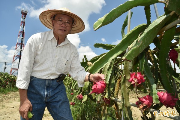 馥園農業科技董事長林南君，研發出「多蜜紅心有機火龍果」十分受歡迎。（記者張忠義攝）